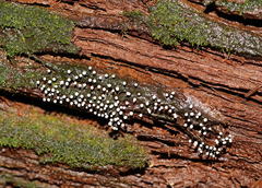Elaeomyxa cerifera