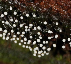 Elaeomyxa cerifera