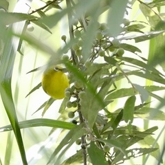 Zosterops senegalensis