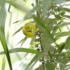 Zosterops senegalensis