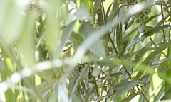 Zosterops senegalensis