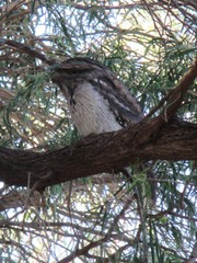 Podargus strigoides strigoides