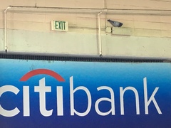 Columba livia domestica