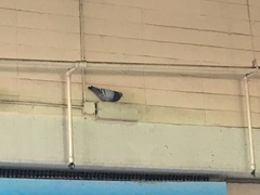 Columba livia domestica