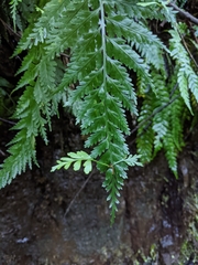 Asplenium gracillimum