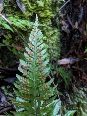 Asplenium gracillimum