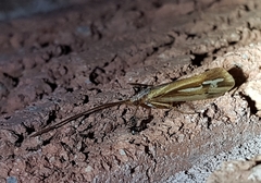 Limnephilus ornatus