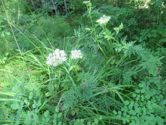 Seseli condensatum