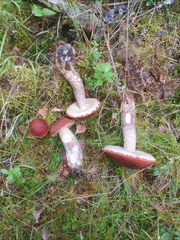 Leccinum vulpinum