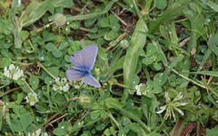 Polyommatus thersites