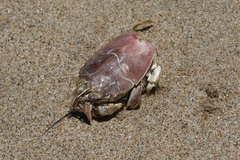 Blepharipoda occidentalis