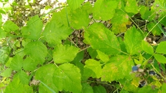 Rubus