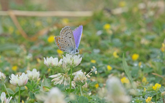 Polyommatus thersites