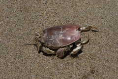 Blepharipoda occidentalis