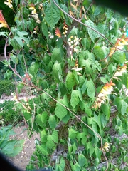 Ipomoea lobata