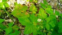 Rubus