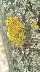 Xanthoria parietina