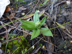 Pterostylis plumosa