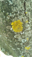 Xanthoria parietina
