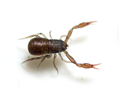 Anaulacodithella
