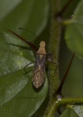 Hydarella orientalis