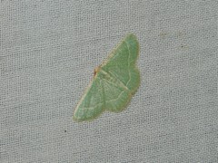 Microloxia indecretata