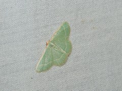 Microloxia indecretata