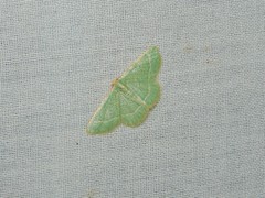 Microloxia indecretata