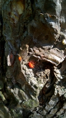 Pyrrhocoris apterus
