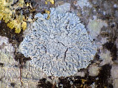 Physcia clementei