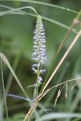 Veronica orchidea