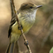 Galápagos Flycatcher - Photo (c) David Cook Wildlife Photography, some rights reserved (CC BY-NC)