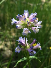 Penstemon rydbergii