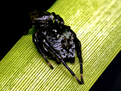 Euryattus bleekeri