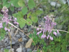 Allium carinatum pulchellum