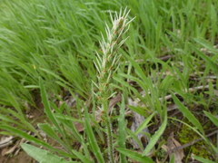 Plantago drummondii
