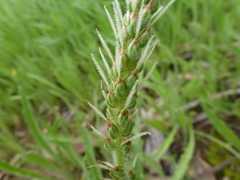 Plantago drummondii
