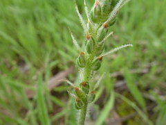 Plantago drummondii