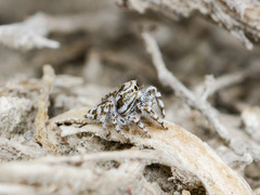 Pseudomogrus dalaensis