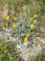 Jacobaea incana
