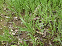 Plantago drummondii