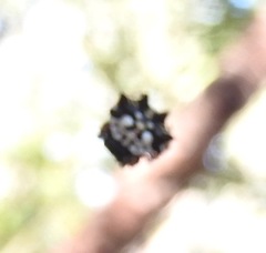 Gasteracantha sacerdotalis