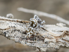 Pseudomogrus dalaensis