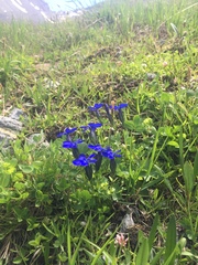 Gentiana bavarica bavarica
