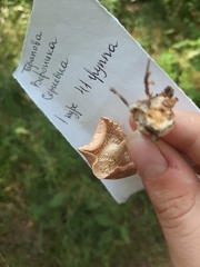 Infundibulicybe gibba