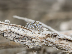 Pseudomogrus dalaensis