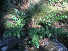 Hylotelephium telephium