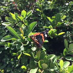 Vanessa atalanta