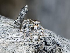 Pseudomogrus dalaensis