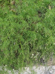 Asperula purpurea